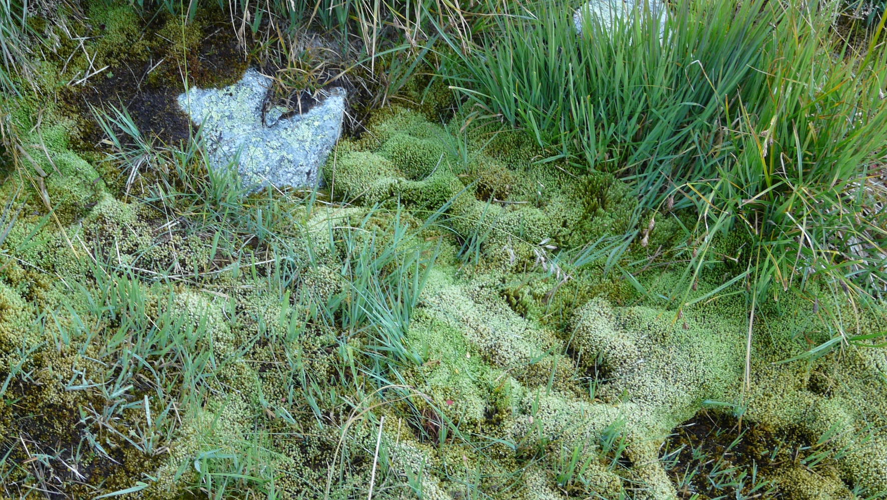 Zone humide de montagne aux abords du Lac de Cap-de-Long