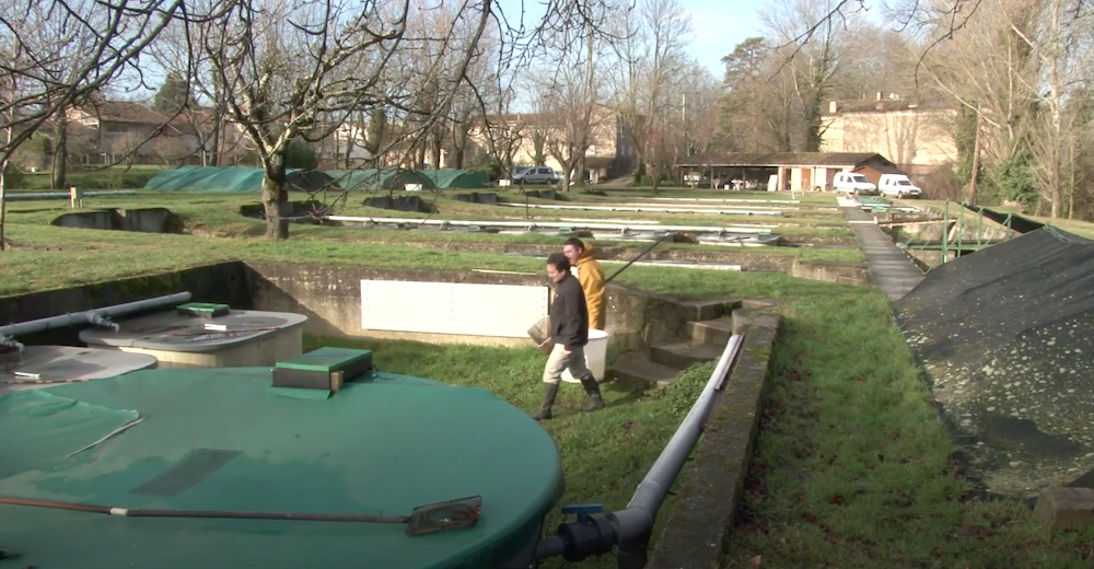 Afficher la vidéo La restauration du saumon à Pont-Crouzet (81)