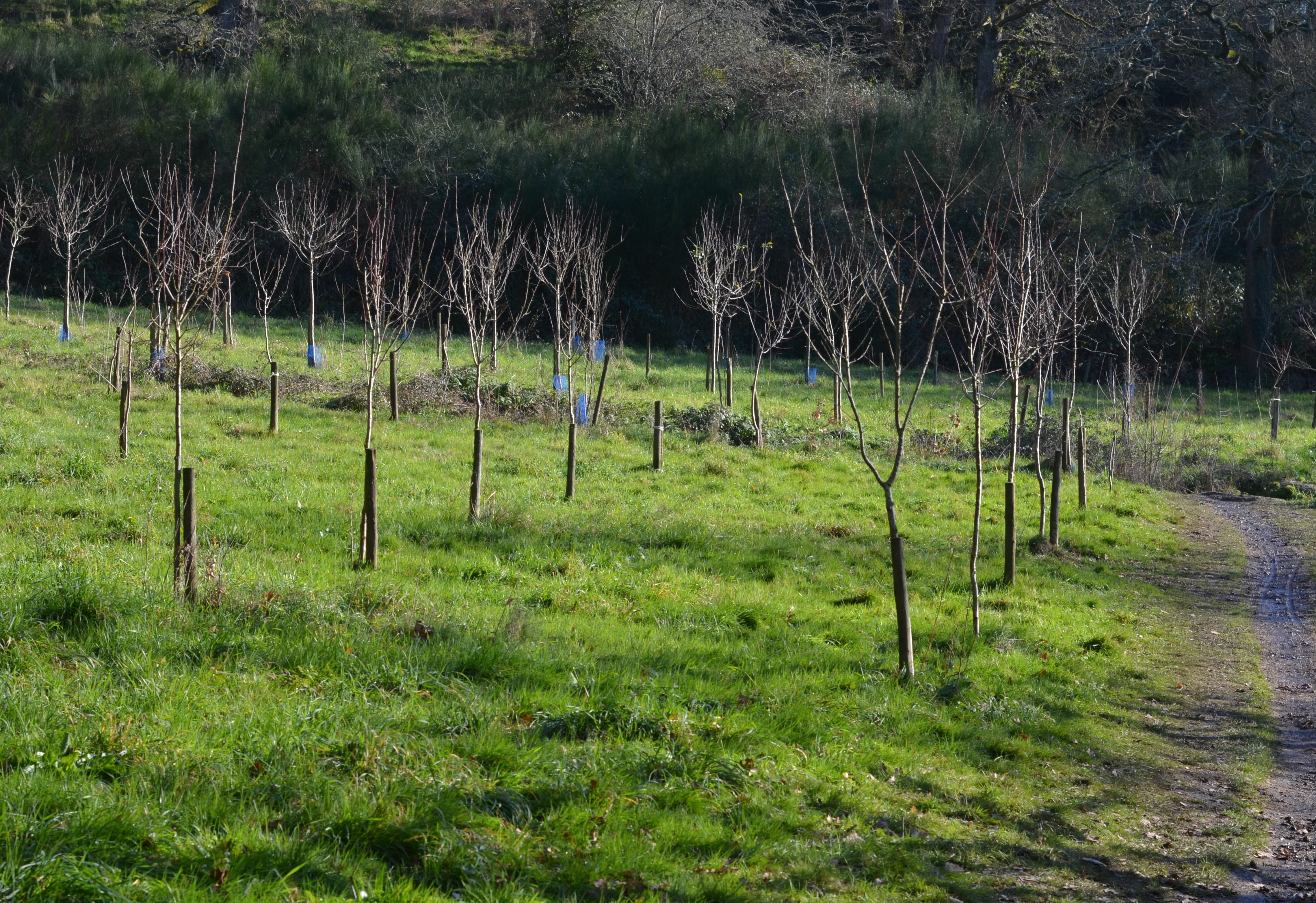 Image plantation forestière